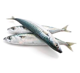 Mackerel